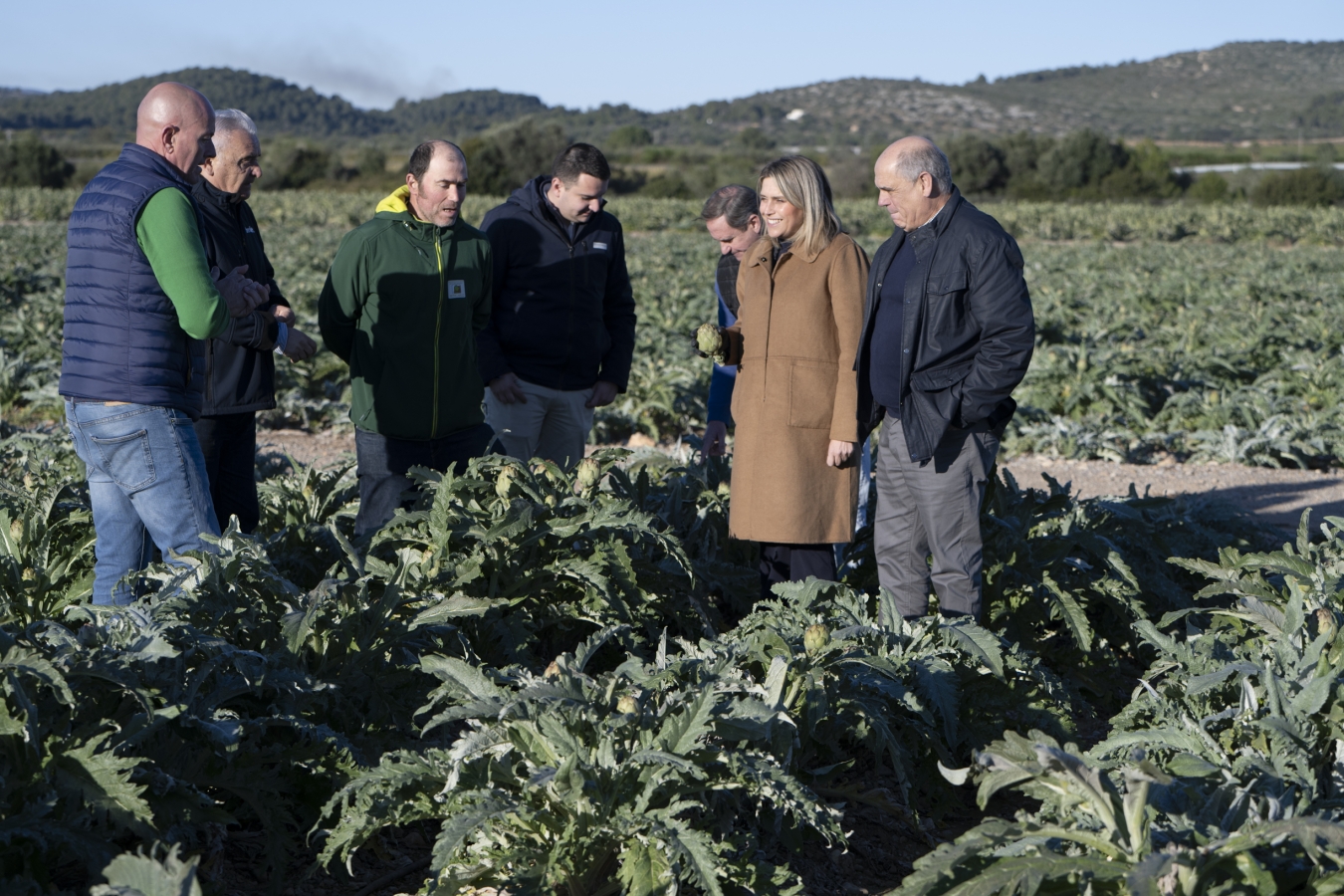 La Diputación de Castellón refuerza la protección, promoción y mejora de la calidad de la alcachofa de Benicarló
